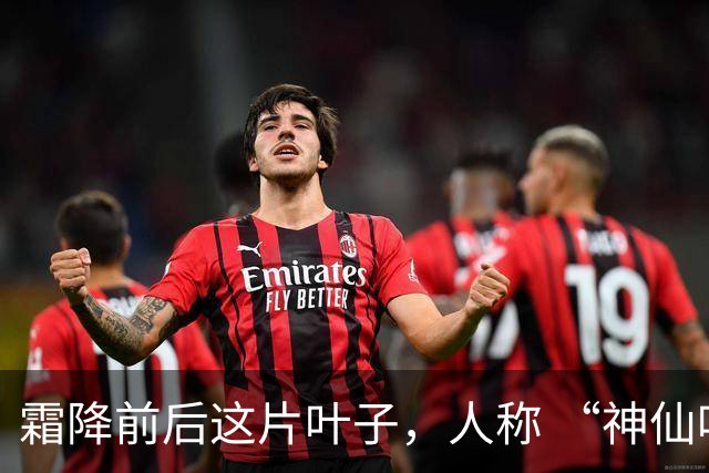 霜降前后这片叶子，人称 “神仙叶”！晒干熬汤泡水喝，润肺疏肝！