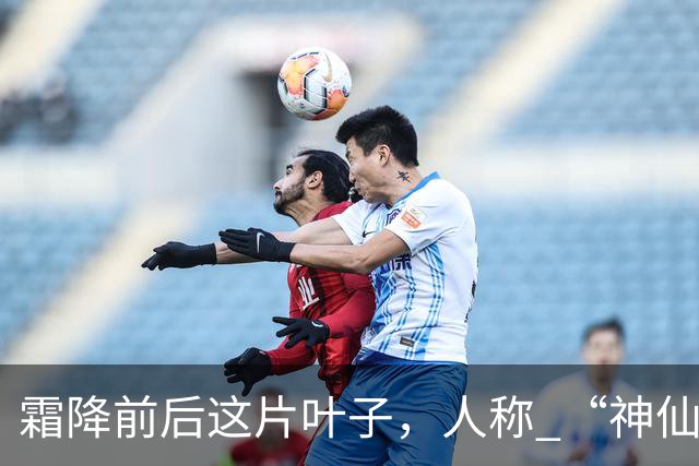 霜降前后这片叶子，人称 “神仙叶”！晒干熬汤泡水喝，润肺疏肝！